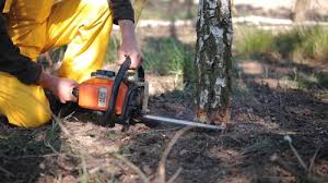 Best Tree Removal Services  in Hobart, WA